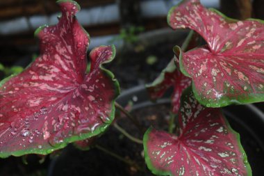 Tencerede kırmızı yapraklar olan bir bitki.