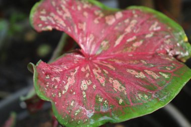 Kırmızı ve beyaz desenli bir yaprağın yakın çekimi