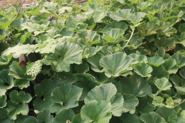 Bir sürü yeşil bitkisi olan bir bahçe.