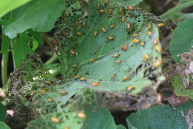 Üzerinde bir sürü böcek olan bir bitki.