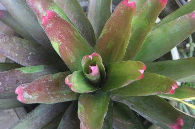 Üzerinde pembe lekeler olan bir bitki.