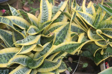 Sarı ve yeşil yapraklı bir bitki.