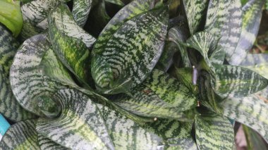 Üzerinde mavi etiket olan bir bitki.