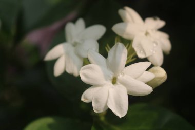 Yeşil yapraklı bir grup beyaz çiçek.