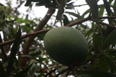 Ağaçtan sarkan yapraklı bir mango.