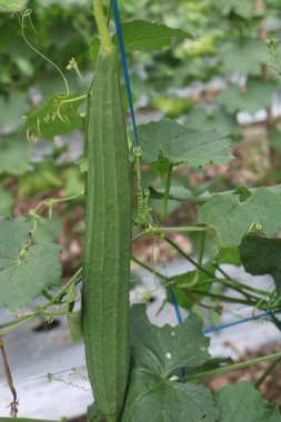 Uzun saplı ve mavi ipli yeşil bir bitki.