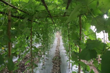 Bahçede, sarmaşıkla kaplı bir geçit.