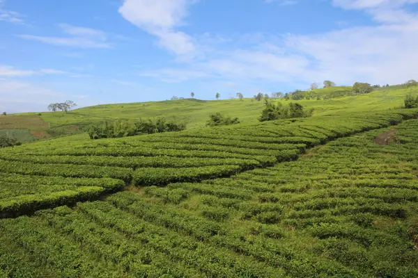 Yeşil bir tarlanın ortasında bir çay tarlası.