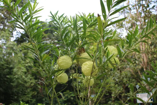 Üzerinde yeşil meyve olan bir çalı.