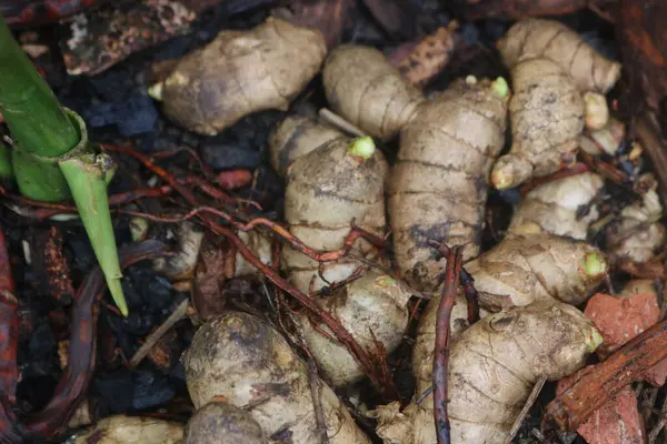 Bir sepet taze zencefil.