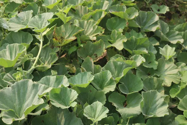 Büyük yapraklı bir bitki ve üzerinde küçük bir kuş oturuyor.