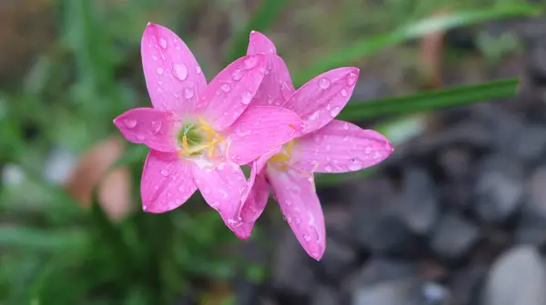 Üzerinde su damlaları olan pembe bir çiçek.