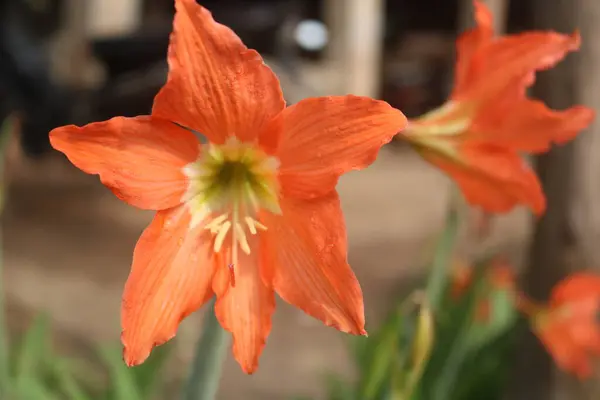 Bulanık arkaplanı olan bir çiçeğin yakın çekimi