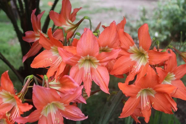 Vazodaki bir demet çiçek.