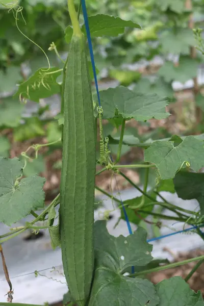 Uzun saplı ve mavi ipli yeşil bir bitki.