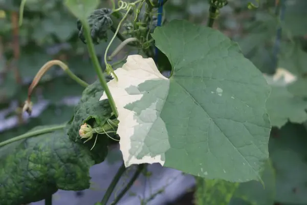 Üzerinde bir yaprak ve beyaz bir leke olan bir bitki.