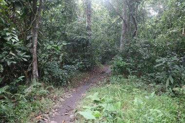 Sabahları ağaçların güzel ormanları. Tayland