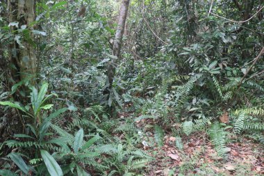 Ormanda yeşil yapraklar ve ağaçlar