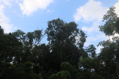 Ormanın güzel manzarası