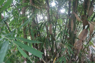 bir ağacın yeşil yaprakları