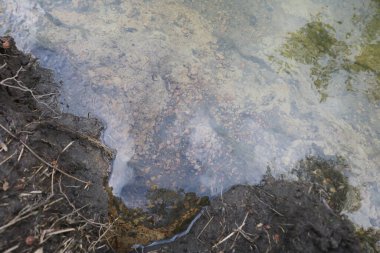 Ormandaki bir nehre yakın çekim.