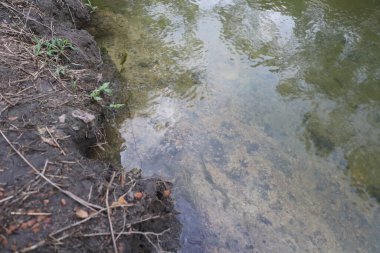 Ormandaki bir nehrin yakın çekimi.