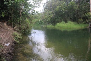 Ormandaki nehrin güzel manzarası