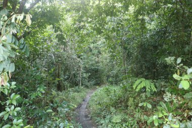 Yeşil bitkileri olan güzel tropikal orman