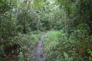 Güzel tropikal orman, yeşil orman, ormandaki orman
