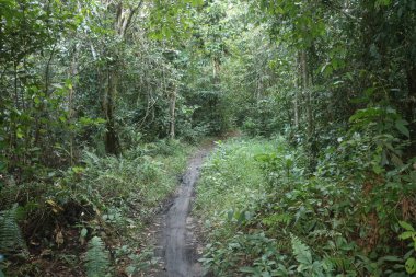 Kosta Rika 'da tropikal orman