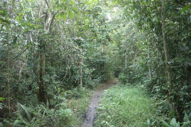 Yeşil ağaçlı yeşil tropikal yağmur ormanları