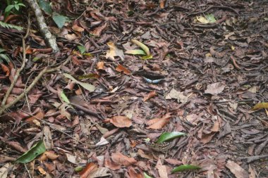 Güzel tropikal yapraklar, bitki örtüsü ve fauna