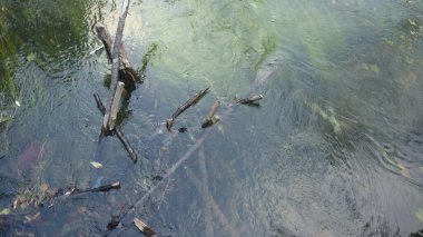 yeşil yapraklar, bitkiler ve yapraklar