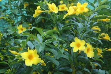 Bahçedeki çiçekler