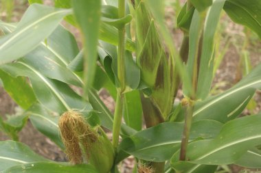Mısır, ayrıca mısır olarak da bilinir, Poaceae familyasına ait bir tahıldır. Geniş, uzun yapraklı uzun saplarıyla karakterize edilir ve çekirdekleri merkez eksen boyunca sıralanmış olarak içeren kulaklar üretir.. 
