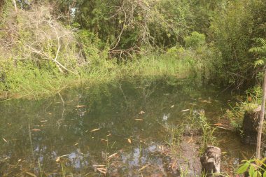 Nehrin güzel manzarası