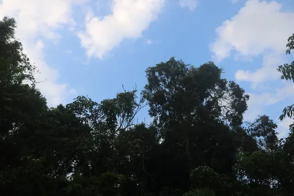 Dağlardaki yeşil orman