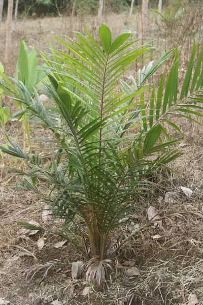 Yeşil palmiye ağacının yaprakları yakın çekim