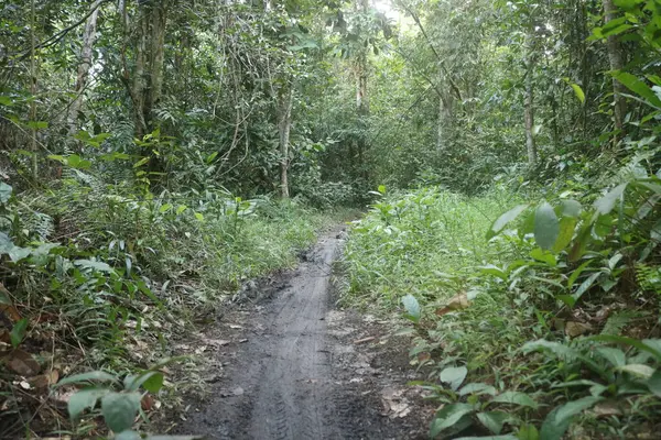Yağmur ormanlarında tropikal yağmur ormanı, costa rica.