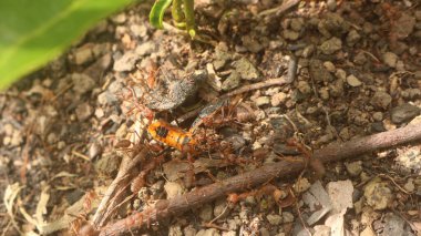 Kırmızı karıncalar, aynı zamanda ateş karıncaları olarak da bilinir, dünya çapında çeşitli ortamlarda yaşayan büyüleyici yaratıklardır. Bu çalışkan böcekler canlı kırmızı-kahverengi renkleriyle karakterize edilir.
