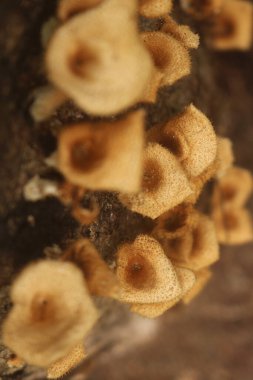 bir ağaç gövdesinde büyüyen mantar