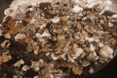 Ağaç kabuğundaki mantarın yakın görüntüsü