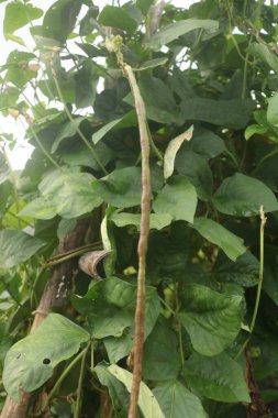 Torpis Ormanı, antik ağaçların gökyüzüne doğru görkemli bir şekilde kuleye doğru yükseldiği, serin ve gölgeli bir kucaklama ile çevreyi kaplayan yeşil bir gölgelik oluşturduğu, nefes kesici bir vahşi doğa alanıdır. Bu yemyeşil ormanın içinde. Asyalı ülkelerde 