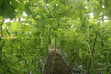 Torpis Ormanı, antik ağaçların gökyüzüne doğru görkemli bir şekilde kuleye doğru yükseldiği, serin ve gölgeli bir kucaklama ile çevreyi kaplayan yeşil bir gölgelik oluşturduğu, nefes kesici bir vahşi doğa alanıdır. Bu yemyeşil ormanın içinde. Asyalı ülkelerde 