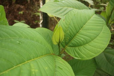 Torpis Ormanı, antik ağaçların gökyüzüne doğru görkemli bir şekilde kuleye doğru yükseldiği, serin ve gölgeli bir kucaklama ile çevreyi kaplayan yeşil bir gölgelik oluşturduğu, nefes kesici bir vahşi doğa alanıdır. Bu yemyeşil ormanın içinde. Asyalı ülkelerde 