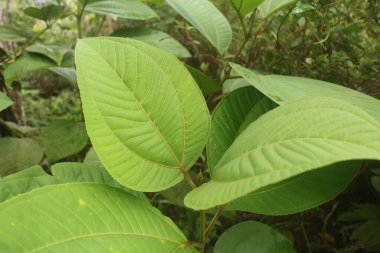 Torpis Ormanı, antik ağaçların gökyüzüne doğru görkemli bir şekilde kuleye doğru yükseldiği, serin ve gölgeli bir kucaklama ile çevreyi kaplayan yeşil bir gölgelik oluşturduğu, nefes kesici bir vahşi doğa alanıdır. Bu yemyeşil ormanın içinde. Asyalı ülkelerde 
