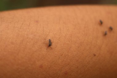 Sivrisinekler kan emici davranışları ve vızıldayan sesiyle tanınan küçük böceklerdir. Culicidae familyasına ait olup, özellikle sıcak ve nemli iklimlerde dünya çapında bulunurlar. Bedenleri küçük ve incedir.