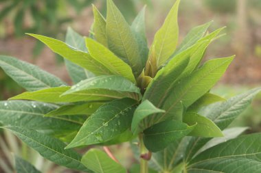 Bahçedeki bir ağacın yeşil yaprakları