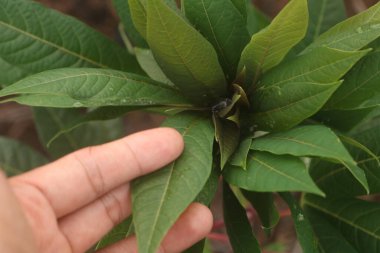 Ağaçtaki yeşil yapraklar