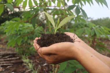 Bahçeye yeşil yaprak eken genç adam
